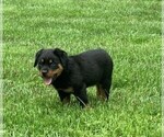 Small Photo #1 Rottweiler Puppy For Sale in FREDERICKSBG, OH, USA
