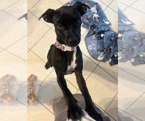 Gia - Female Chihuahua-Retriever  Mix Dog for Adoption - Photo #5