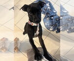 Small #4 Chihuahua-Retriever  Mix