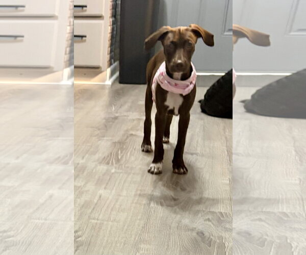 Medium Photo #7 Chocolate Labrador retriever-Whippet Mix Puppy For Sale in Virginia Beach, VA, USA