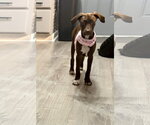Small #6 Chocolate Labrador retriever-Whippet Mix