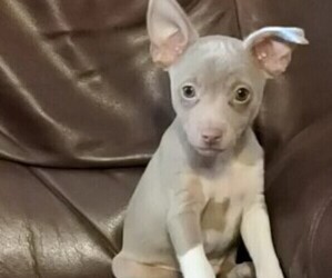 Rat Terrier Puppy for sale in JERUSALEM, OH, USA