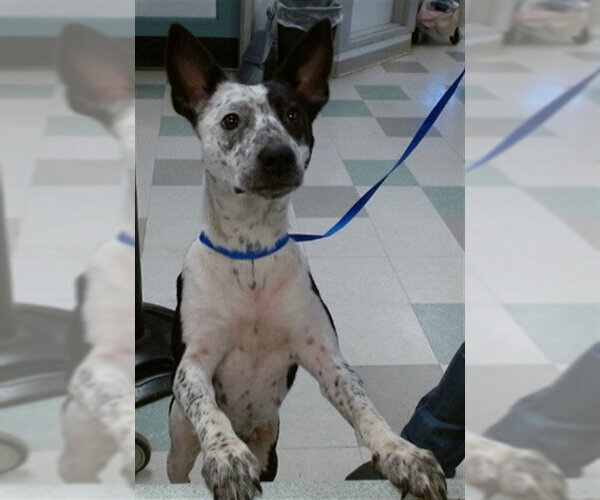 Medium Photo #1 Mutt Puppy For Sale in Oklahoma City, OK, USA