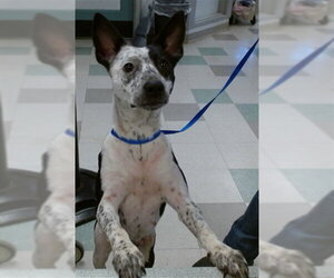 Mutt Dogs for adoption in Oklahoma City, OK, USA