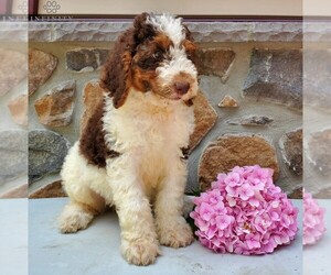 Bernedoodle-Poodle (Standard) Mix Puppy for sale in NEW HOLLAND, PA, USA
