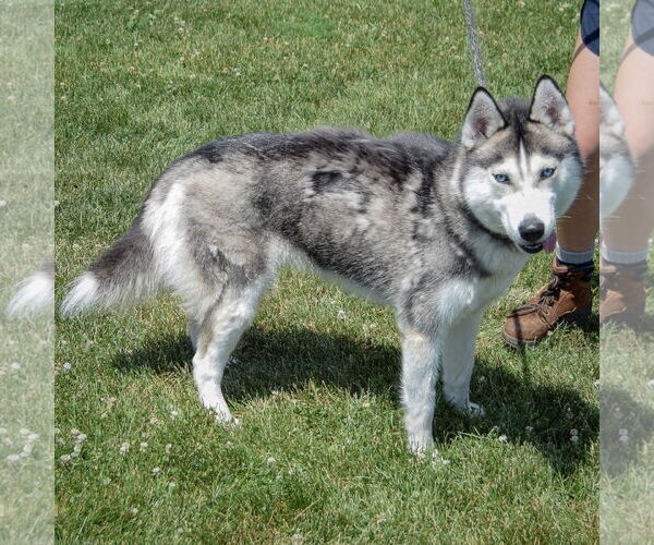Medium Photo #2 - Mix Puppy For Sale in Huntley, IL, USA