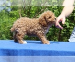 Small #32 Poodle (Toy)