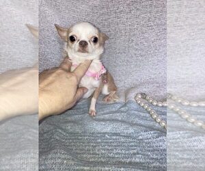 Mother of the Chihuahua puppies born on 08/08/2025