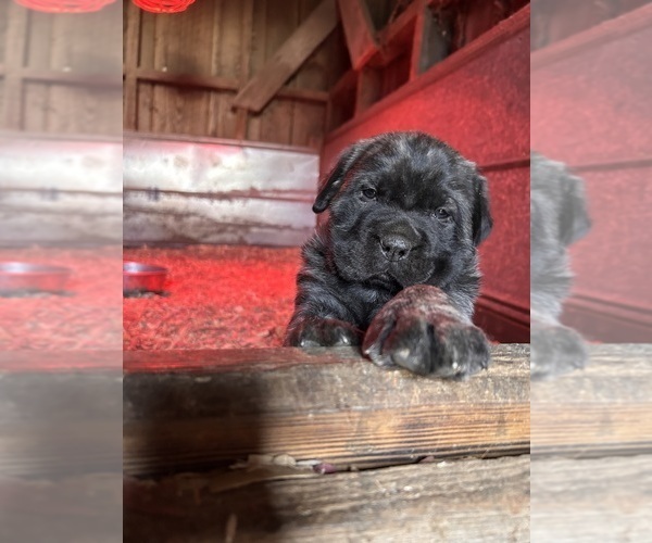 Medium Photo #1 Mastiff Puppy For Sale in COEBURN, VA, USA
