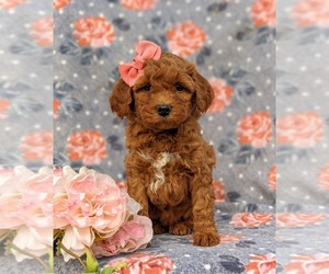 Goldendoodle-Poodle (Miniature) Mix Puppy for sale in COCHRANVILLE, PA, USA