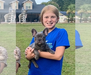 French Bulldog Puppy for sale in PEACHLAND, NC, USA