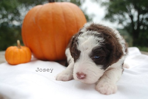 Medium Photo #8 Aussiedoodle Puppy For Sale in CATHOLIC POINT, AR, USA