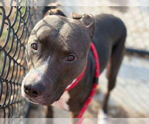 Mutt Dogs for adoption in Tulsa, OK, USA