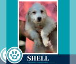 Small Photo #4 Mutt Puppy For Sale in Kimberton, PA, USA