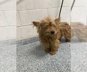 Mutt Dogs for adoption in Long Beach, CA, USA
