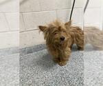 Small Mutt