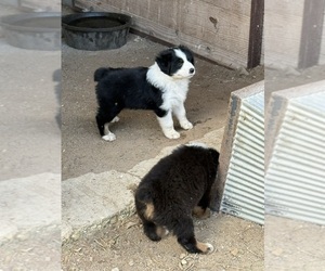 Australian Shepherd Puppy for sale in WHITAKERS, NC, USA