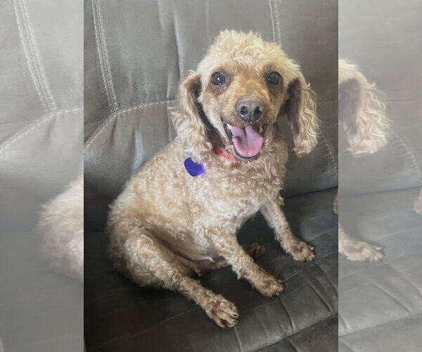 Medium Photo #5 Poodle (Miniature) Puppy For Sale in Staten Island, NY, USA