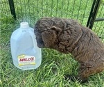 Small #2 Saint Berdoodle