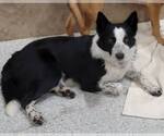 Small #2 Border Collie