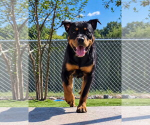 Rottweiler Dogs for adoption in Mooresville, NC, USA
