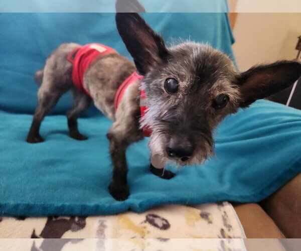 Medium Photo #9 Cairn Terrier-Unknown Mix Puppy For Sale in Princeton, MN, USA