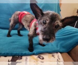Toto - Male Cairn Terrier-Unknown Mix Dog for Adoption - Photo #9