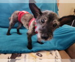 Small Photo #9 Cairn Terrier-Unknown Mix Puppy For Sale in Princeton, MN, USA