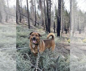 German Shepherd Dog Dogs for adoption in South Lake Tahoe, CA, USA