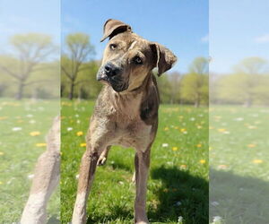 Mutt Dogs for adoption in Talladega, AL, USA