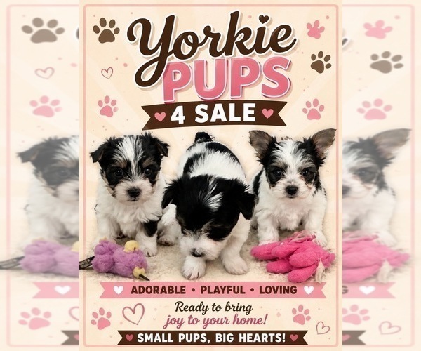 Medium Photo #1 Yorkshire Terrier Puppy For Sale in MOUNT PLEASANT, MI, USA