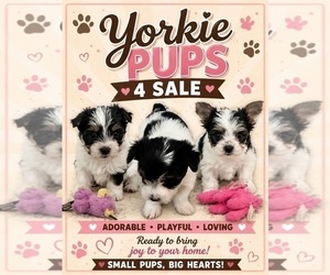 Yorkshire Terrier Litter for sale in MOUNT PLEASANT, MI, USA