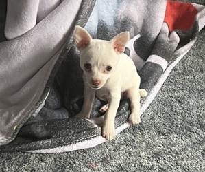Chihuahua Puppy for sale in SPANAWAY, WA, USA