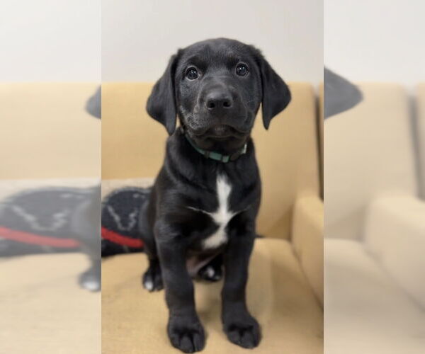 Medium Photo #1 Aussiedor Puppy For Sale in Bemidji, MN, USA