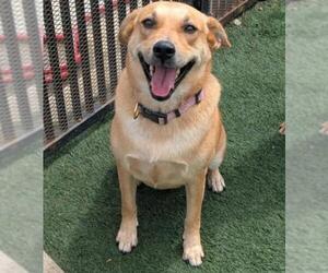 Labrador Retriever-Unknown Mix Dogs for adoption in Rockwall, TX, USA