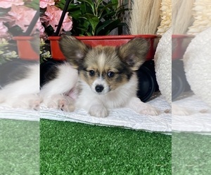 Papillon Puppy for sale in CANOGA, NY, USA