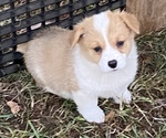 Small #8 Pembroke Welsh Corgi