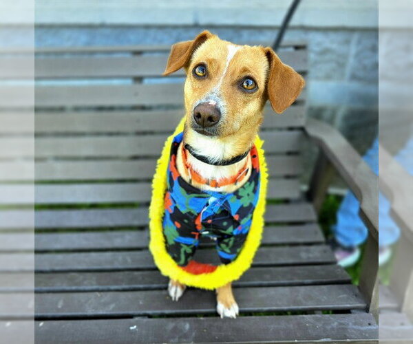 Medium Photo #1 Chihuahua Puppy For Sale in Long Beach, CA, USA