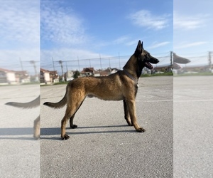 Belgian Malinois Puppy for sale in Leskovac, Central Serbia, Serbia