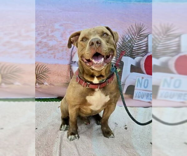 Medium Photo #6 American Pit Bull Terrier Puppy For Sale in Long Beach, CA, USA