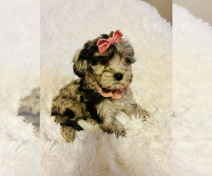 Cockapoo (Toy) Puppy for sale in BLUE SPRINGS, MO, USA