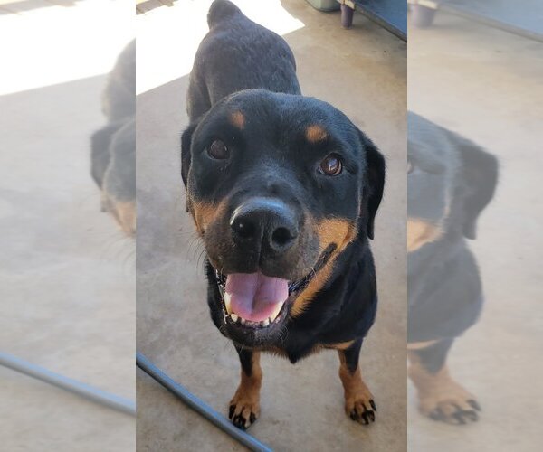 Medium Photo #2 Rottweiler Puppy For Sale in San Antonio, TX, USA