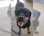 Small Photo #2 Rottweiler Puppy For Sale in San Antonio, TX, USA