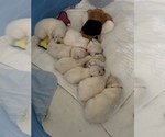 Small #18 English Cream Golden Retriever