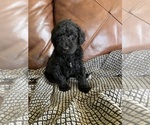 Small #1 Labradoodle