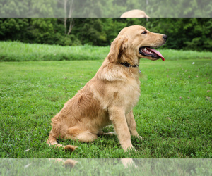 Golden Retriever Puppy for Sale in LIBERTY, Kentucky USA