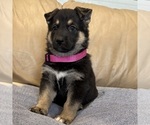 Small #57 German Shepherd Dog