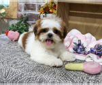 Small Photo #5 Shih Tzu Puppy For Sale in SYRACUSE, IN, USA