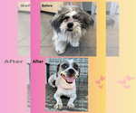 Small #3 Shih Tzu Mix