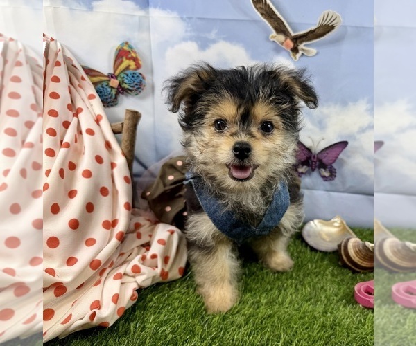 Medium Photo #1 Morkie Puppy For Sale in CASSVILLE, MO, USA